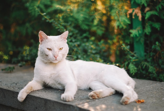 Weiße Katze, die sich hinlegt