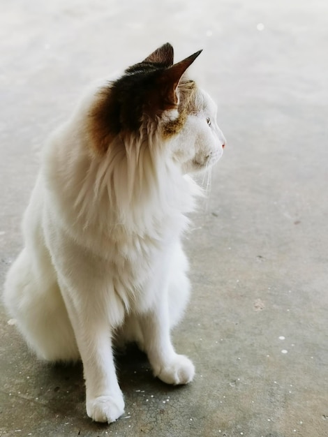 Foto weiße katze, die wegblickt