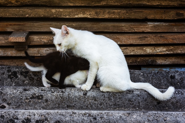 Weiße Katze füttert schwarz-weiße Kätzchen