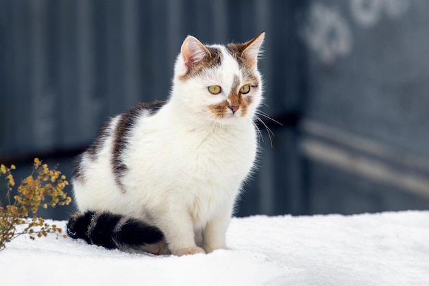Weiße Katze, gefleckte Katze, die im Schnee auf einem dunklen Hintergrund von Wirtschaftsgebäuden sitzt
