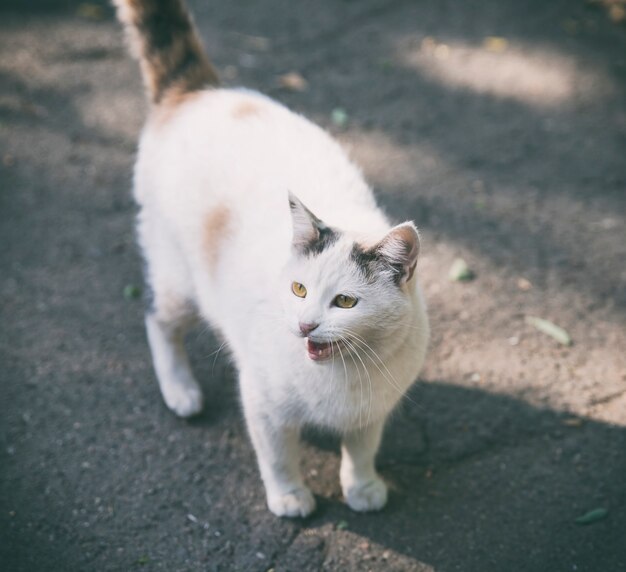 Weiße Katze im Herbst auf der Straße