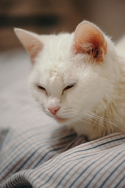 Weiße Katze ist auf dem Bett.