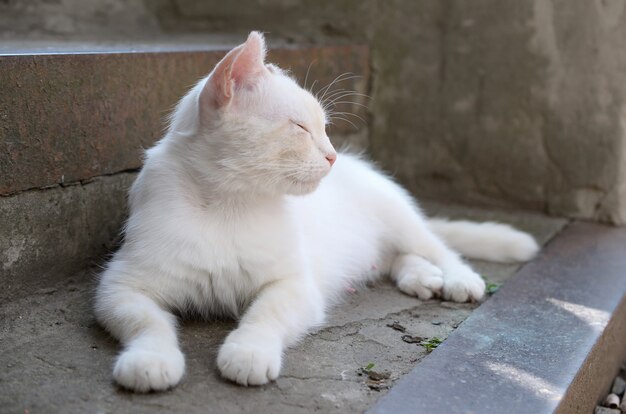 Weiße Katze legen nieder und schlafen auf konkreter Treppe draußen