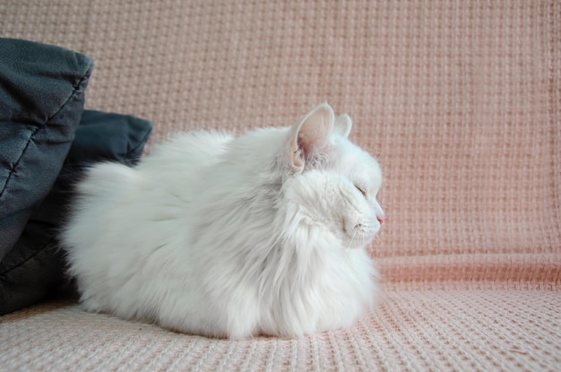 Weiße Katze mit blauen Augen der Rasse Angora liegt auf einer rosa Decke und schaut weg. Süße flauschige weiße türkische Angora ruht auf dem Sofa