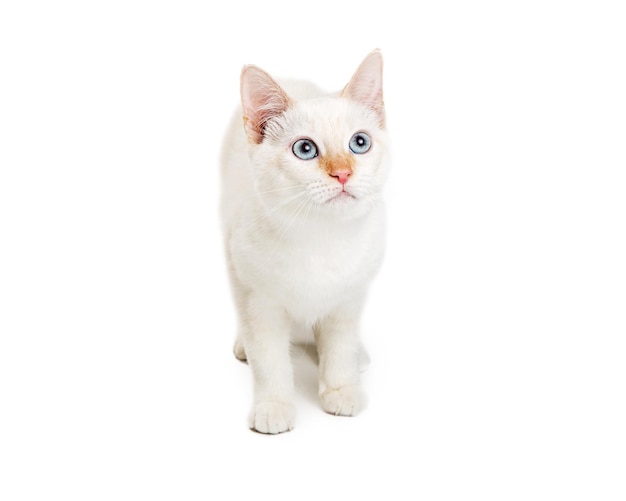 Weiße Katze mit blauen Augen, die nach oben schauen