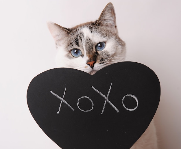 Weiße Katze mit blauen Augen mit Aufschrift XOXO auf der Tafel