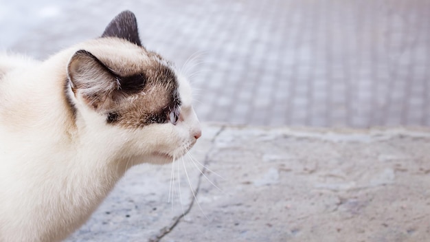 Weiße Katze mit blauen Augen Nahaufnahmeportrait