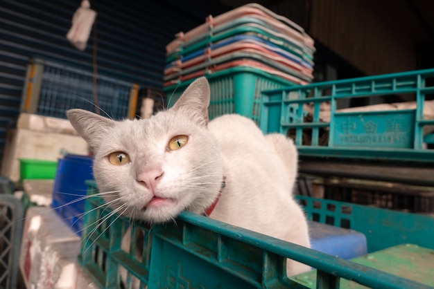 Foto weiße katze mit gelben augen, die aus einer blauen kiste in einer industriellen umgebung schaut