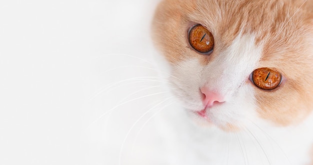 Weiße Katze mit roten großen Augen und einer rosa Nase sieht Makro Portrait Scottish Straight Astonishment aus