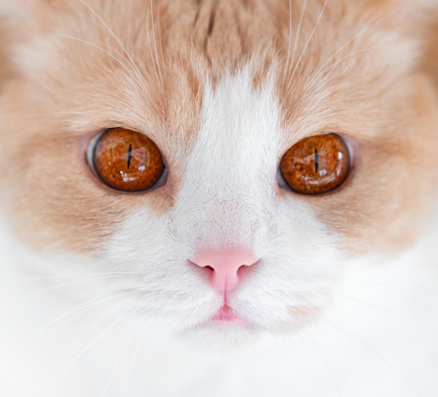 Weiße Katze mit roten großen Augen und einer rosa Nase sieht Makro Portrait Scottish Straight aus