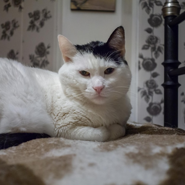 Weiße Katze mit schwarzen Flecken auf dem Bett liegend