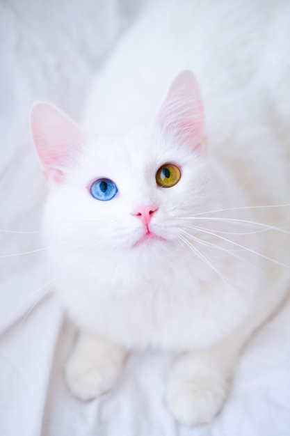 Weiße Katze mit verschiedenen Farbaugen. Türkische Angora. Van-Kätzchen mit dem blauen und grünen Auge, das oben schaut. Entzückende Haustiere, Heterochromie