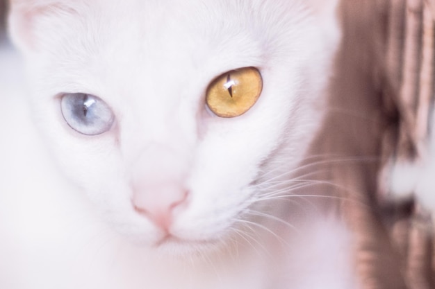 Weiße Katze mit verschiedenfarbigen Augen mit blauen und gelben Augen Entzückende Haustiere