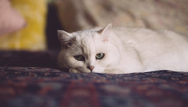 Weiße Katze ruht auf dem Bett im Schlafzimmer. Katzenblick