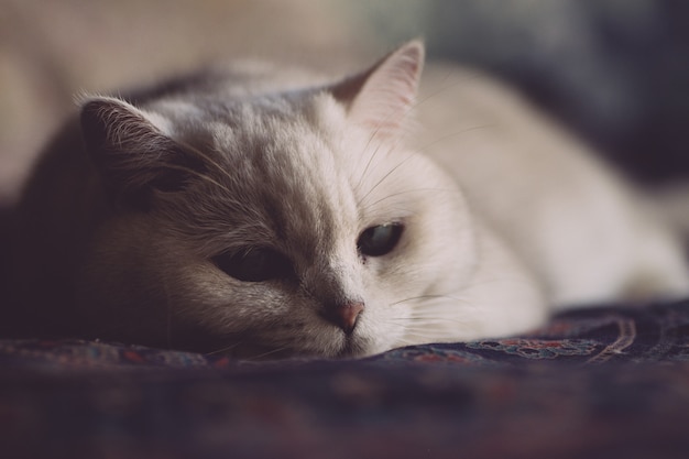 Weiße Katze ruht auf dem Bett im Schlafzimmer. Katzenblick