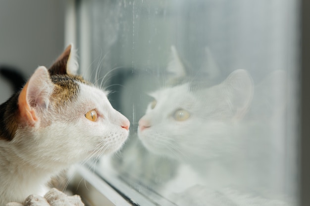 Weiße Katze schaut aus dem Fenster auf der Fensterbank