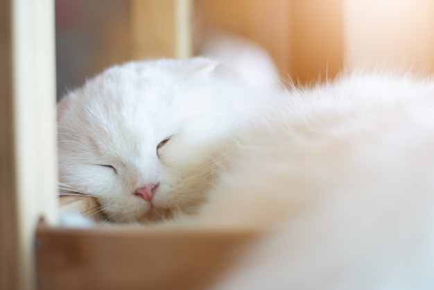 Weiße Katze schläft mit Sonnenlicht