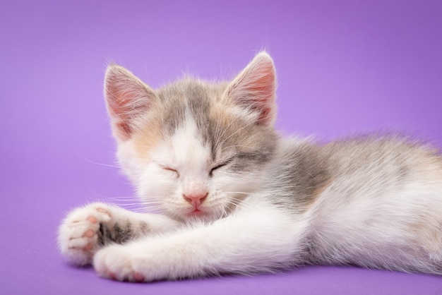 Weiße Katze schläft. Studioaufnahme eines kleinen Kätzchens, das auf hellviolettem Hintergrund schläft