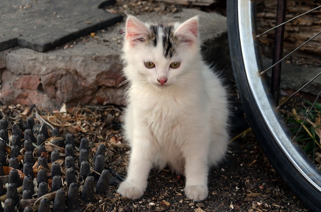 Weiße Katze schöne junge Pelz Haustiere