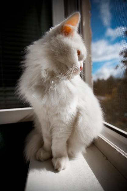 weiße katze sitzt an einem fenster und schaut auf die straße