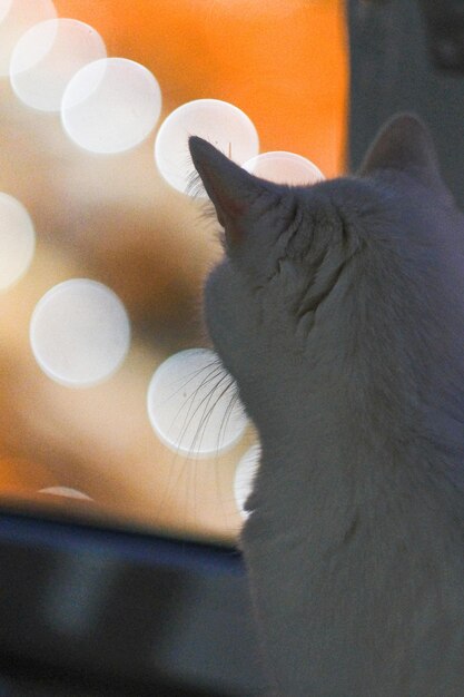 Foto weiße katze sitzt auf der fensterbank und schaut aus dem fenster in die stadt