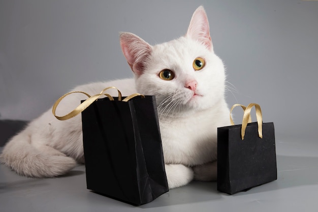 Weiße Katze sitzt mit schwarzen Taschen mit Black Friday Sale