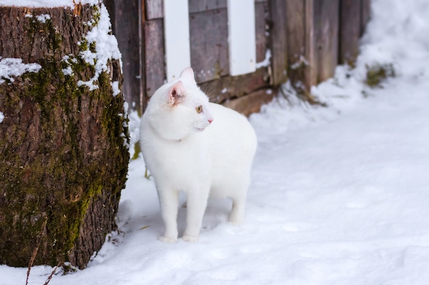 Weiße Katze steht im Schnee neben einem Baumstamm