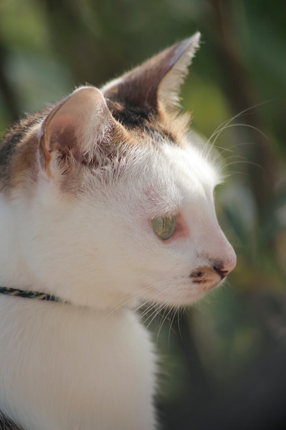 Foto weiße katze, tagträumen, trauriger ausdruck