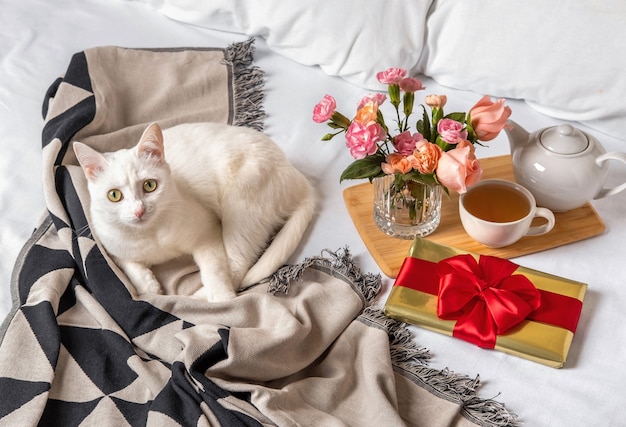 Weiße Katze und Geschenkbox liegen früh morgens im Bett. Inhalt zum Valentinstag.