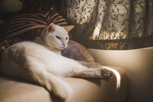 Weiße Katzen auf der Couch Nahe dem Fenster mit Morgenlicht, Katze, die aus dem Fenster schaut