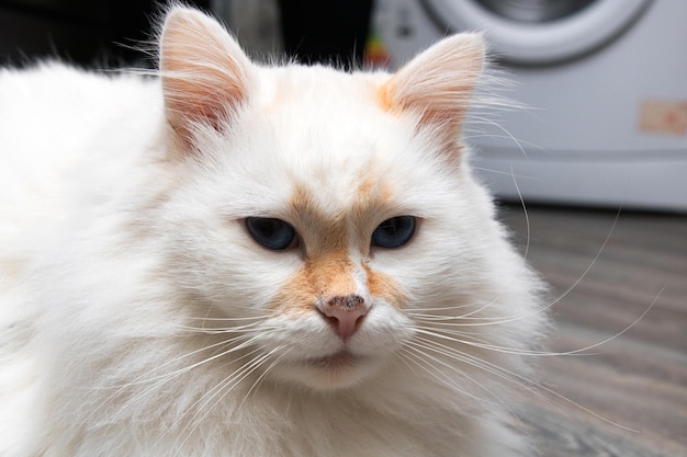 Weiße Katzenangora mit roten Flecken in der Nähe