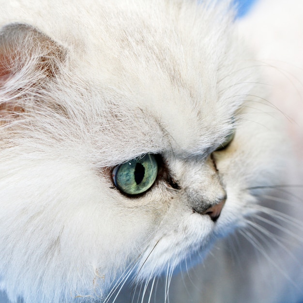Weiße Katzenmündungsnahaufnahme
