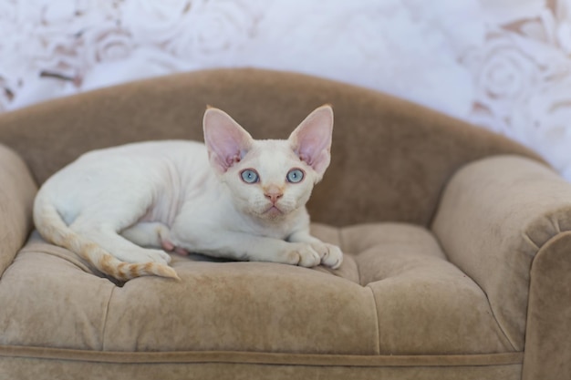 Weiße Katzenrasse Devon Rex liegt auf dem Sofa