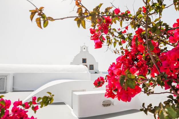 Weiße Kirche und rote Blumen. Oia-Stadt, Santorini-Insel, Griechenland. Selektiver Fokus