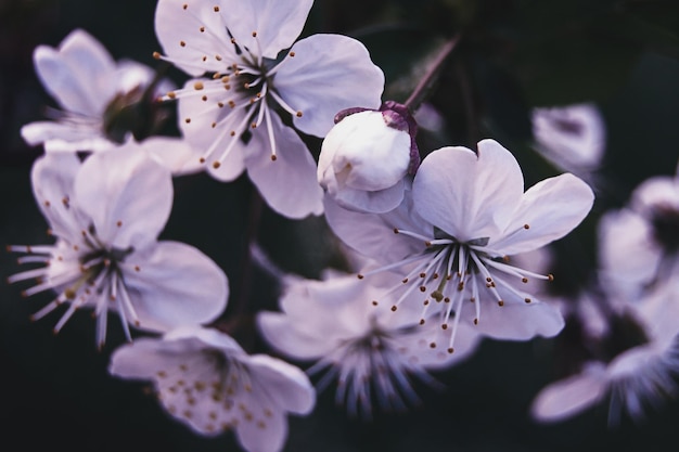 Weiße Kirschblüte auf dunklem Hintergrund