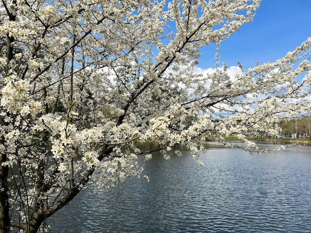 Weiße Kirschblüte gegen den blauen Himmel und Wasser im Park