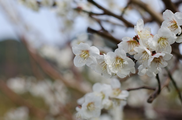 Weiße Kirschblüte, Kawazu-Kirschbaum in Shizuoka Japan