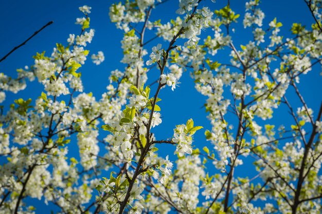 Weiße Kirschblüte über blauem Himmel