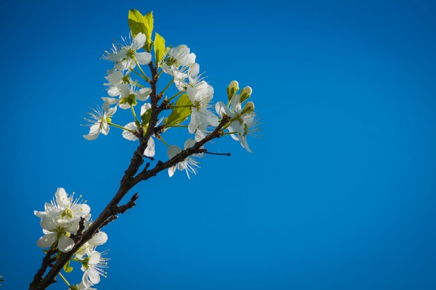 Weiße Kirschblüte über blauem Himmel