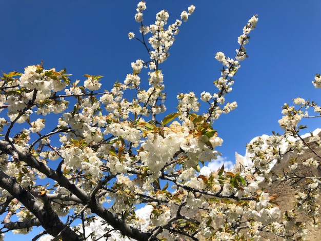 weiße Kirschblüte und Berg mit blauem Himmel