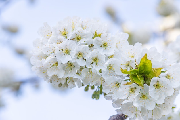 Weiße Kirschblüte, weicher Fokus.