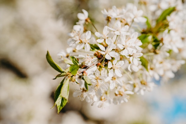 Weiße Kirschblüten auf einem Baum im Frühling, Nahaufnahme