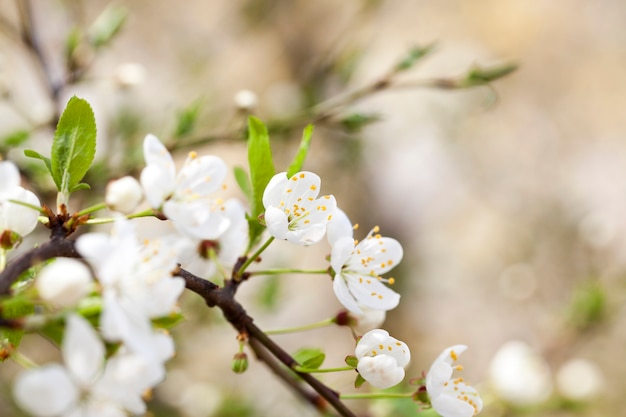 Weiße Kirschblüten im Frühjahr während der Blütenpflanzen. Foto Nahaufnahme mit einer kleinen Schärfentiefe.