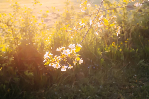 Weiße Kirschblüten im Frühlingspark Schöner Naturhintergrund Frühling in der Landschaft