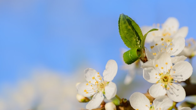 Foto weiße kirschblüten mit blättern, frühlingshintergrund