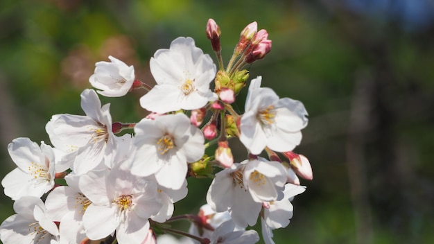 Weiße Kirschblüten. Sakura-Bäume blühen von März bis April in Meguro Ward Tokyo Japan. Kirschblütenbäume in voller Blüte sind perfekt für Sightseeing und Festivals. Sakura-Blüten mit 5 Blütenblättern.