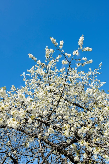 Weiße Kirschblüten wachsen auf einem grünen Zweig in einem Hausgarten und isoliert gegen den blauen Himmel mit Kopierraum Texturdetail einer Reihe blühender Pflanzen auf einem süßen Obstbaum im Hinterhof