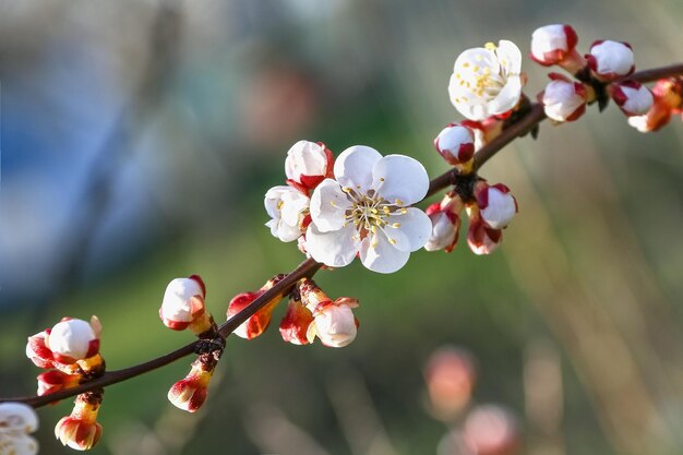 Weiße Kirschblüten