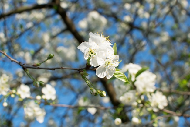 Weiße Kirschblumen auf dem Baum