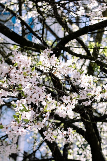 Weiße Kirschblumen in der Sonnenlichtnahaufnahme